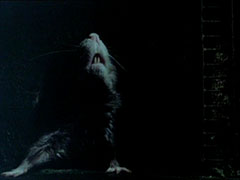 The giant rat burst through the tunnel entrance, a ladder up the street level beside the opening