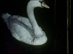 A swan glides by gracefully, wearing the Diadem