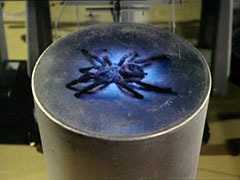Close-up of the spider which has started to glow with a blue, unearthly light