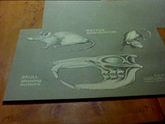 close-up of a grey card on which is an anatomical drawing of a Norwegian rat including an enlargement of the skull showing incisors