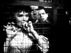 Liz, Jack and Geordie peer through the wire mesh