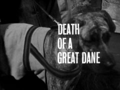 title card: white all caps text reading ‘DEATH OF A GREAT DANE’ superimposed on a close-up of a great dane wearing a coat, on a leash