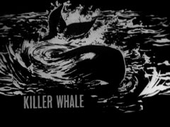 title card: white all caps text reading ‘KILLER WHALE’ superimposed on a black and white ink drawing of a whale swirling in the ocean
