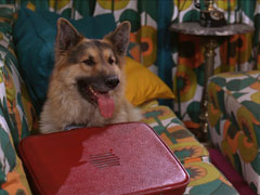 A German Shepherd sits on Tara’s sofa with one of the courier suitcases